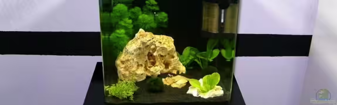 Dennerle Nano Cube von Nautiker