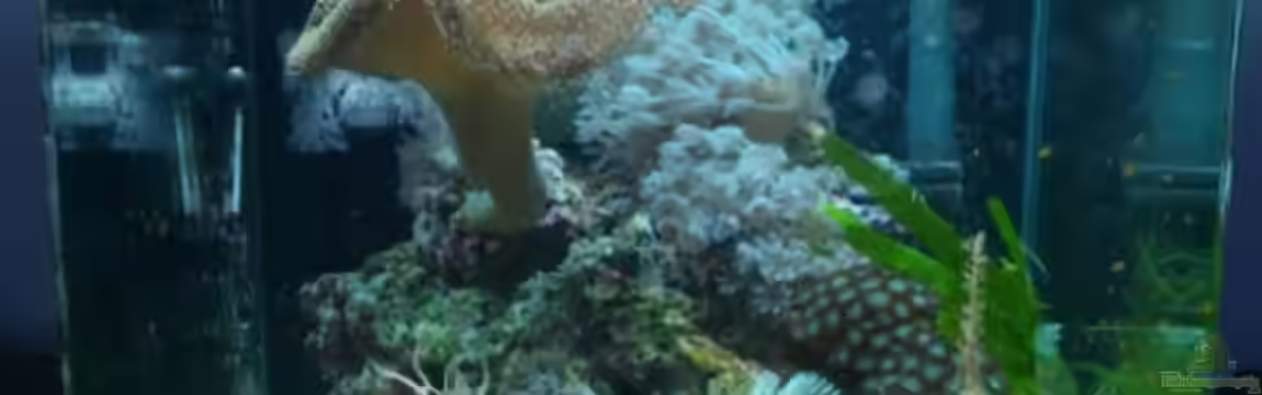 Dennerle Nano Marinus 30l von KingTritonBS