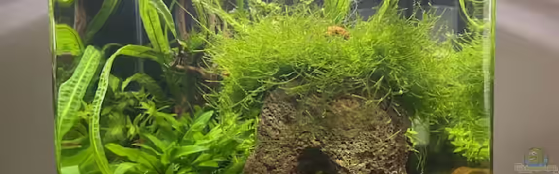 DENNERLE Nano von M Bausteine