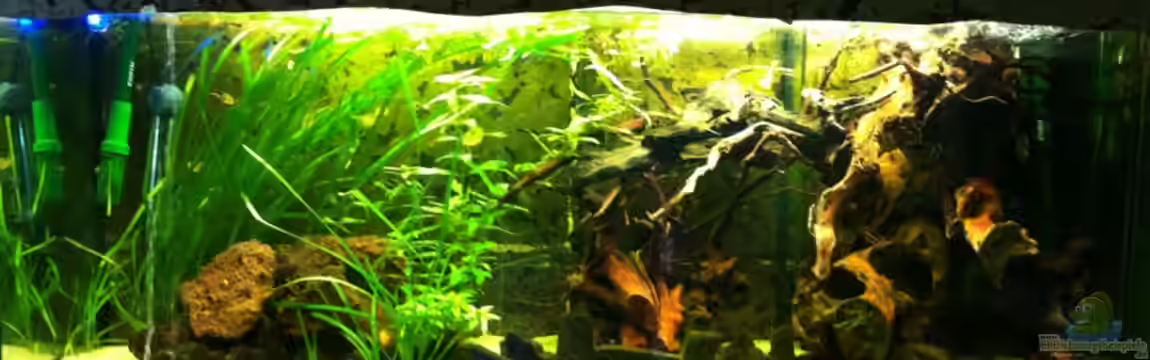 Der blaue Bock von ml69