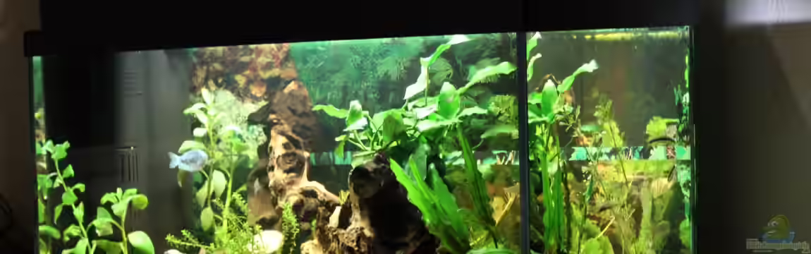 Der erste Versuch als Aquarianer von Marc Leu