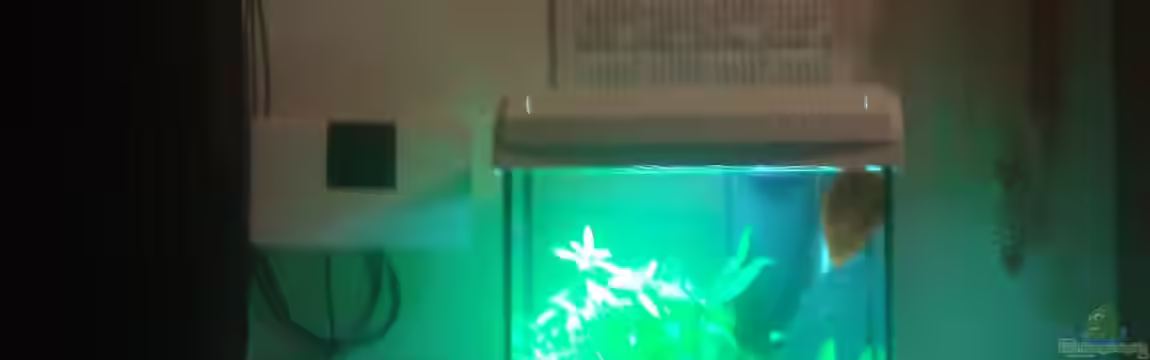 Der König von Malphite