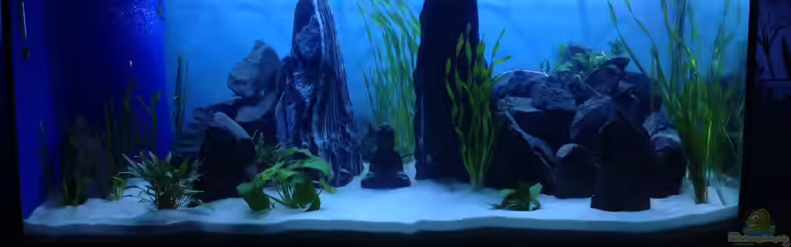 Der vergessene Buddha von chewi86