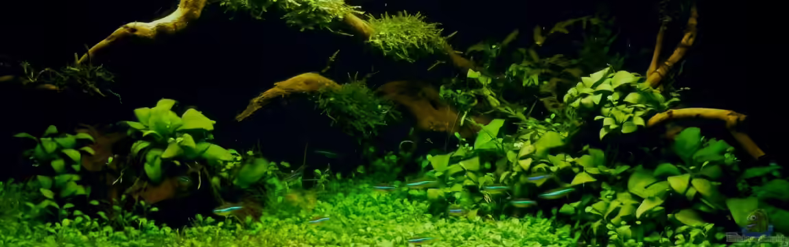 "Der Zauberwald" von Creative Nature Aquaristic