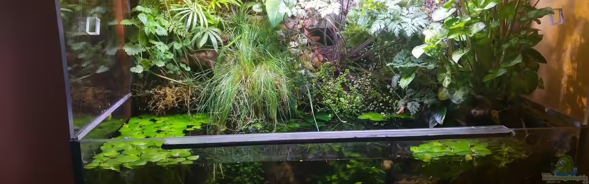 Der Zimmertümpel von Tino Georgi