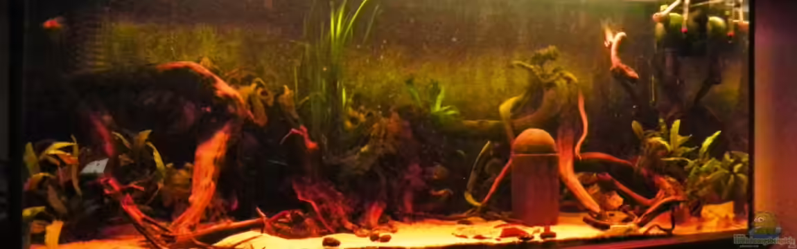 die dunkle seite von killerloop2004