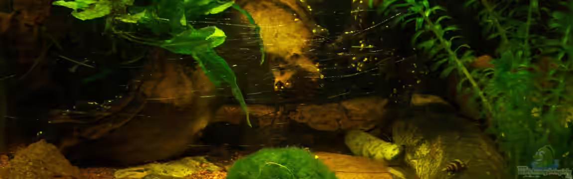 Die Garnelenhöhle von Schratze