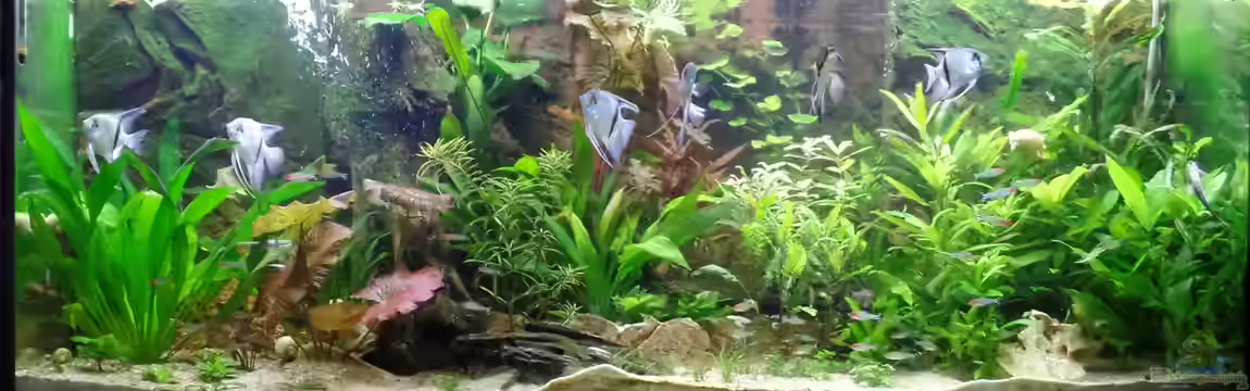 Die Herausforderung von raubsau