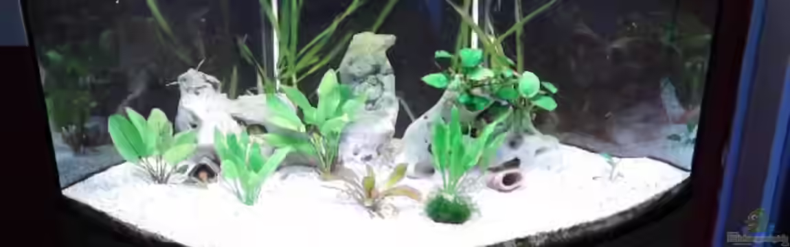 Discusbecken von mirko1411