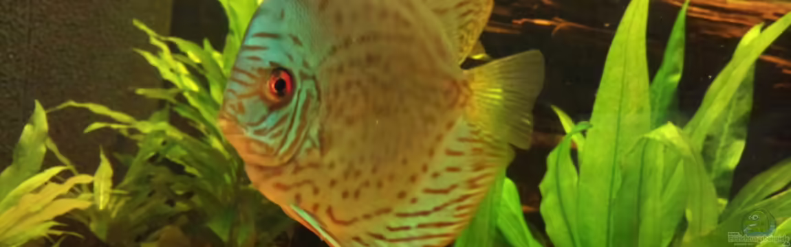 Diskus Becken von Christian Wittling