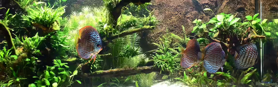 Diskus Naturaquarium von Frank Chelaifa