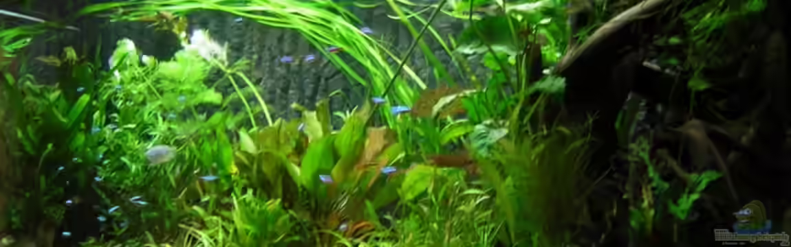 Diskus von Antje und Daniel