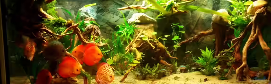 Diskus Wonderworld von podoma