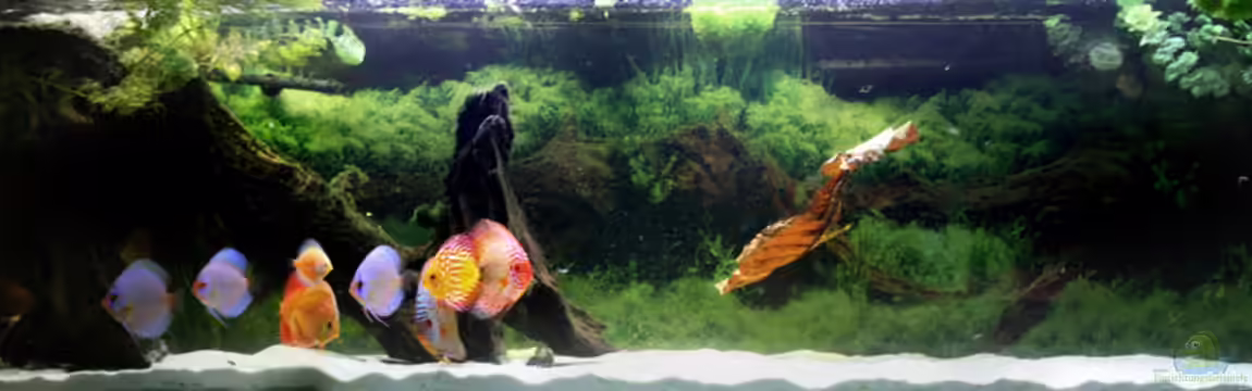 Diskusbecken von DA PLACID