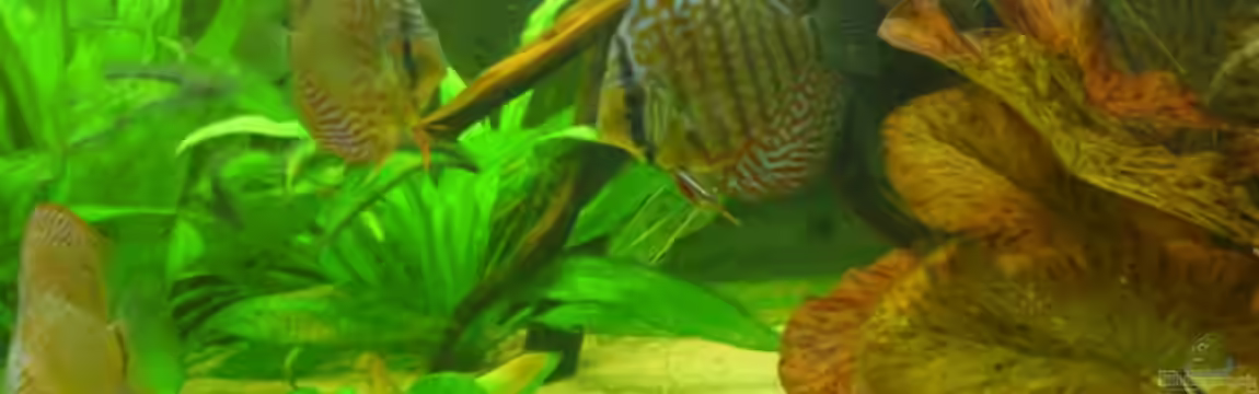 Diskusbecken von Mario Coordes