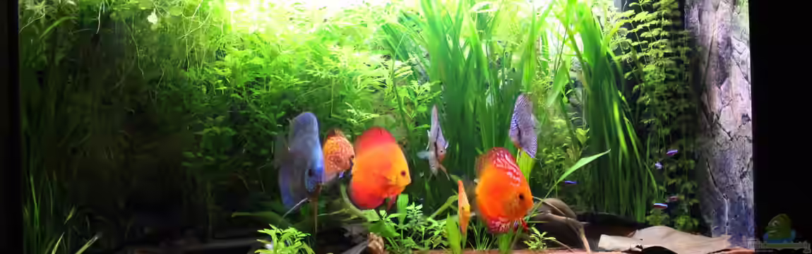 Diskusjuwelen von JessiKa265