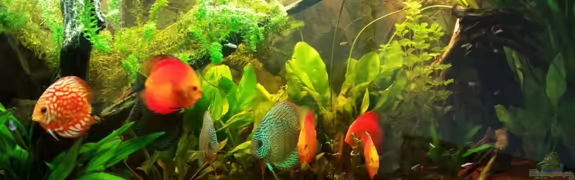 Diskustraum von podoma