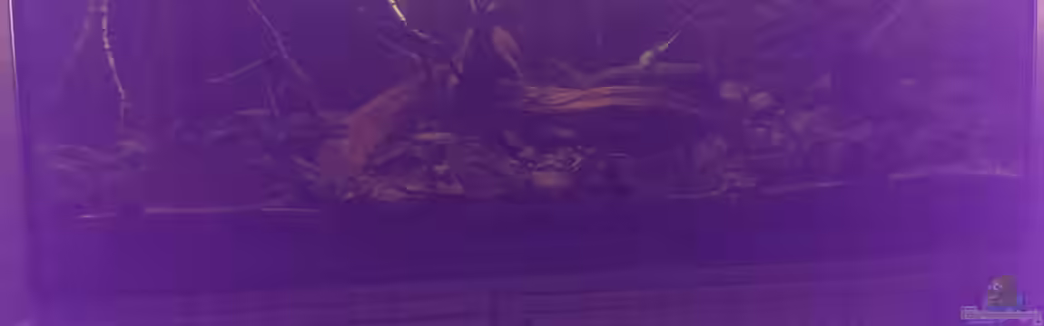 Dornaugenbiotop von Niklas125