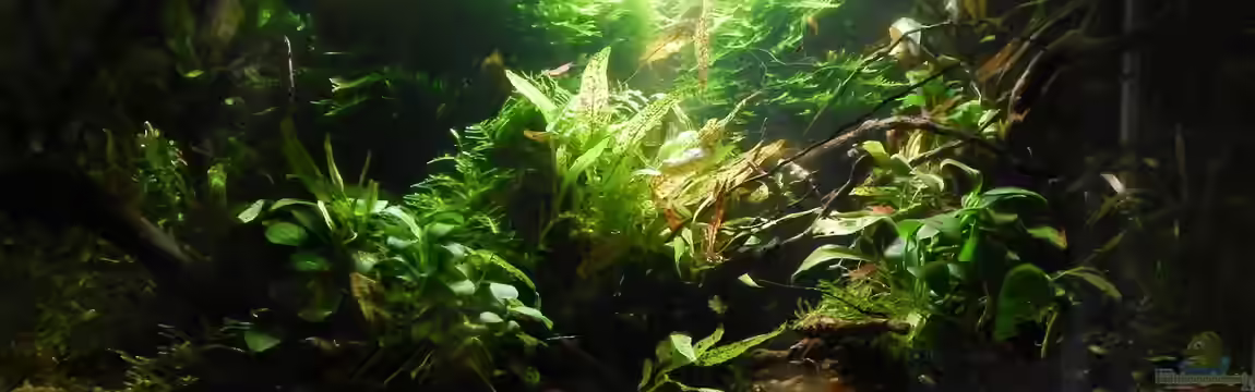 Dschungel Edge (Nur noch Beispiel) von Stefan_S