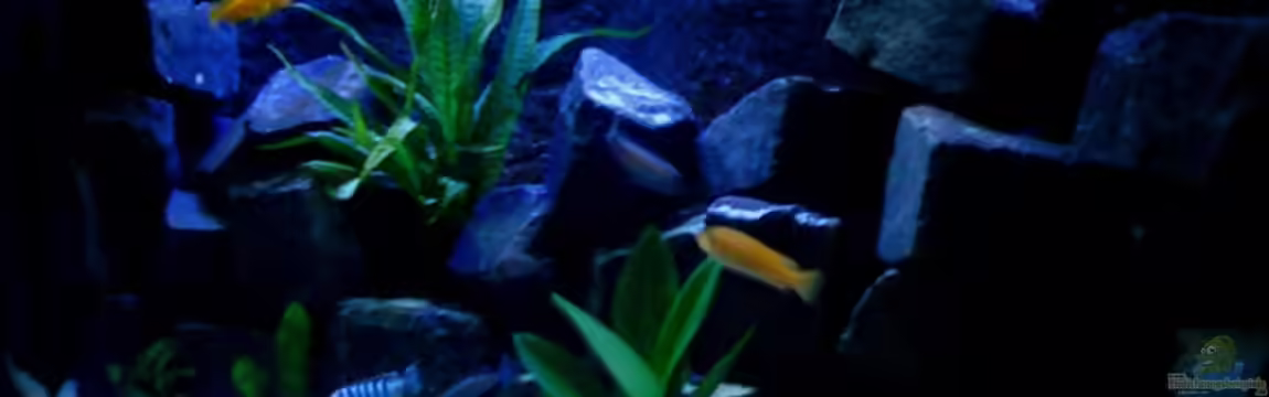 Ducky`s neue Gestalltung von Ducky