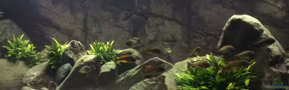 East of Africa von Elanco72