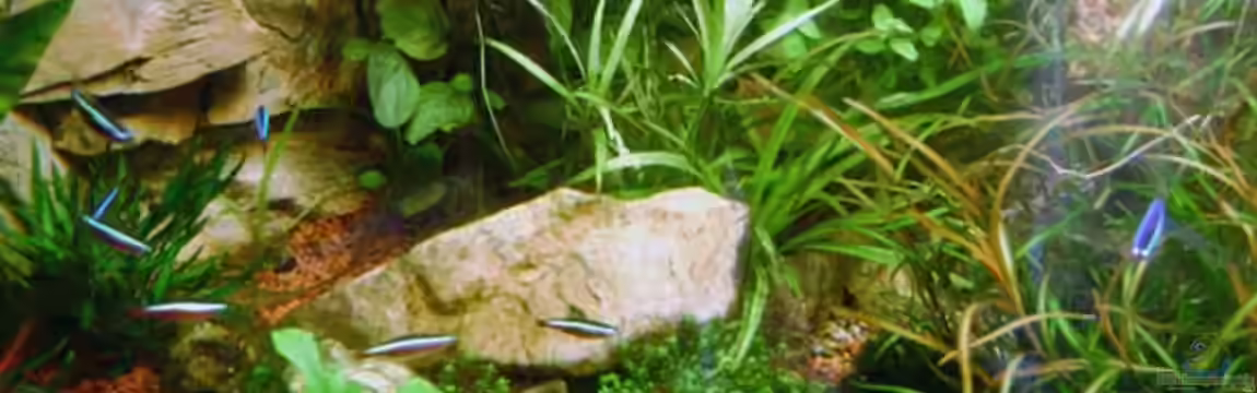 Eck-Gesellschaftsbecken von rane