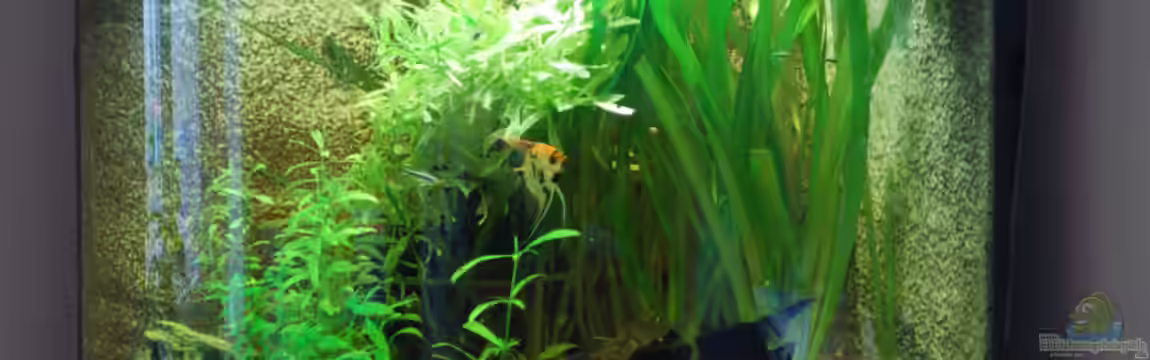 Eckaquarium Juwel Trigon 190 von AnikaS-B