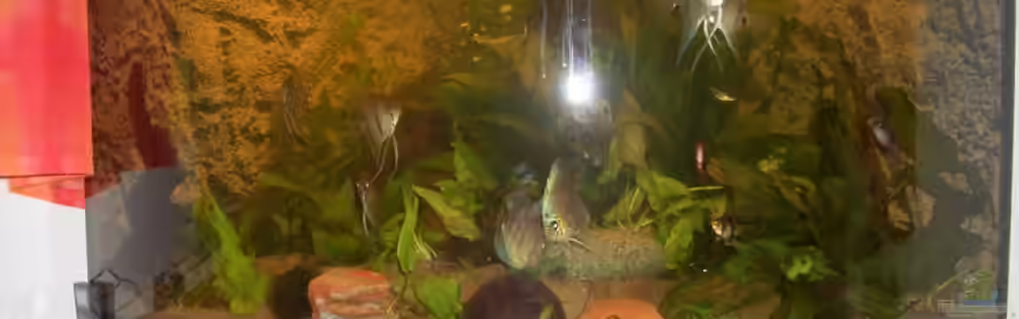 Eckaquarium von Andre Schreiter