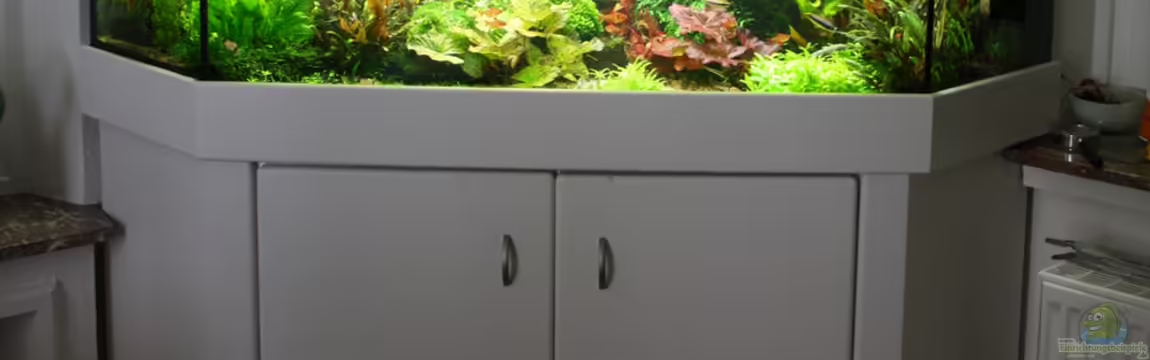 Eckaquarium von Aquarienexperts