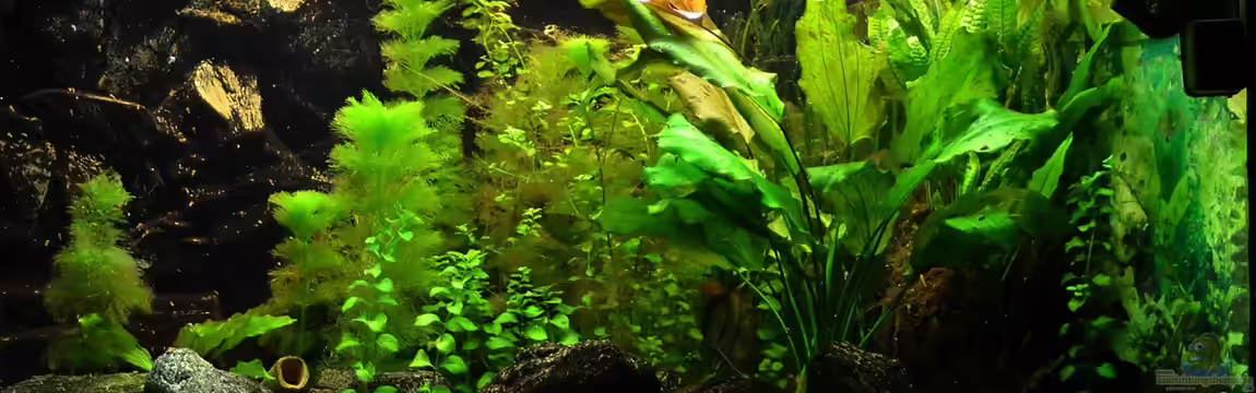 Eckaquarium von Techniker