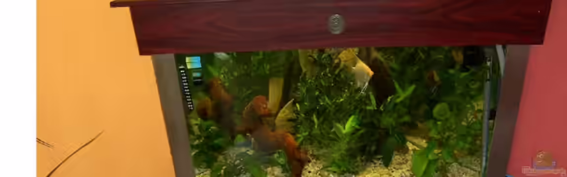 Eckaquarium von Tobias Mähner