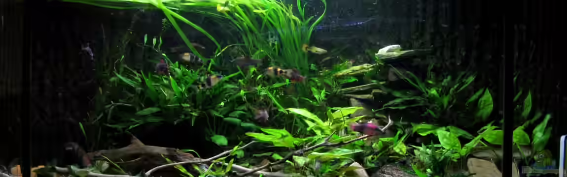 Eckbecken Schmerlenburg von Lixa