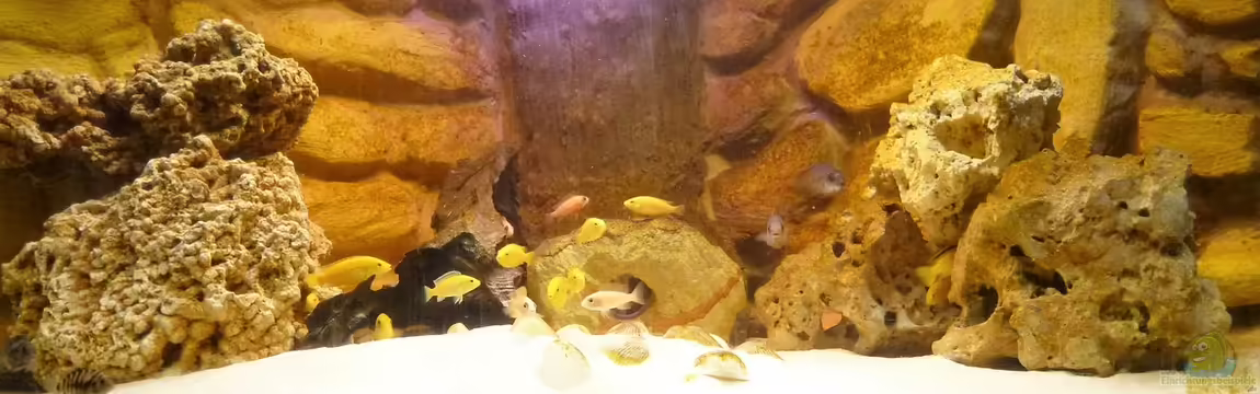 Ecky`s Malawi Becken von Ecky