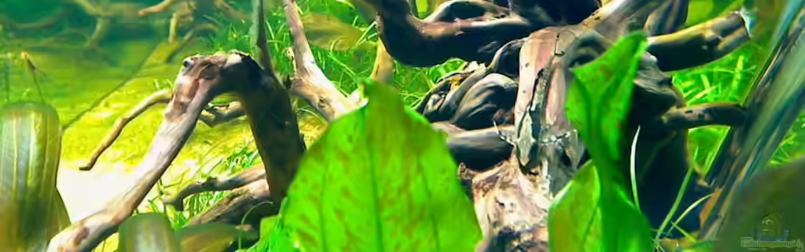 eForest von jobreuer