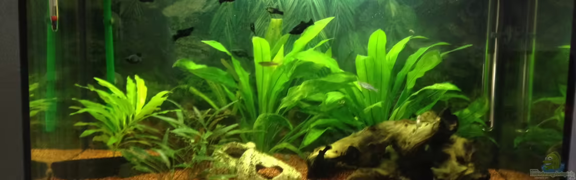 EHEIM Aquapro 80 von Rusch