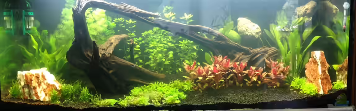 EHEIM proxima 325 von AdAbsurdum