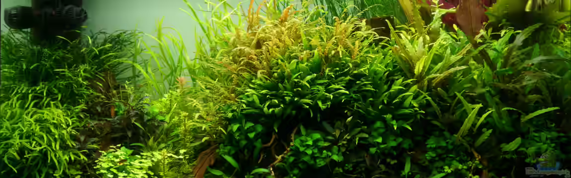 Ein kleines bisschen Wildnis - aufgelöst - von Micha...