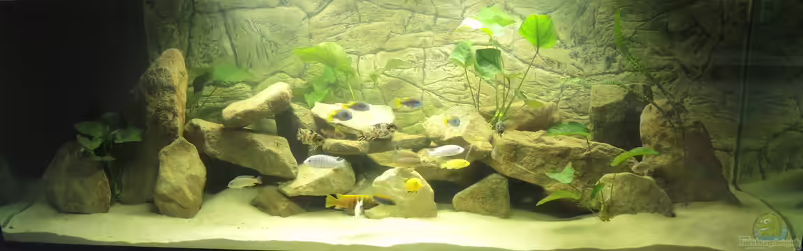 Ein Stück Malawisee von Caroline