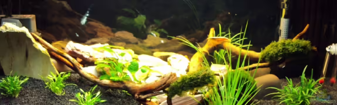 Ein Traum für Fächergarnelen von Fabian Kühn