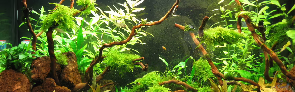 Ein Versuch von Dschungel... von Squarefish