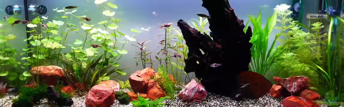 Eine Insel von BerndL