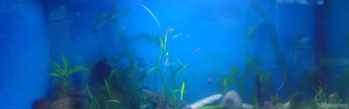 Einlaufphase Naturbecken von Pinkie