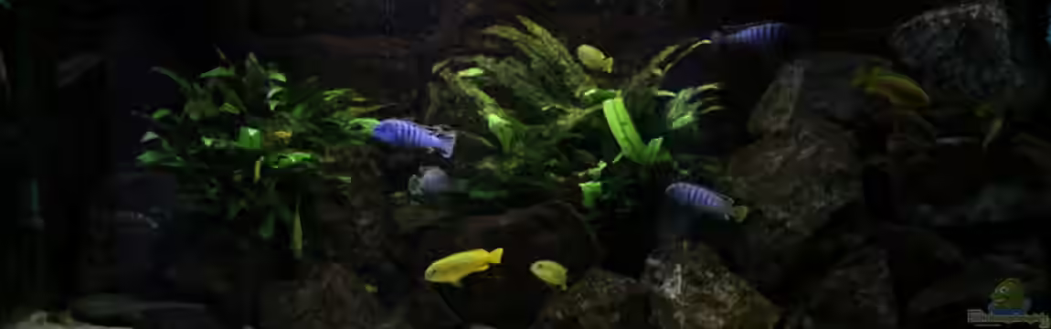 Elmar´s Malawibadewanne von Philosoph