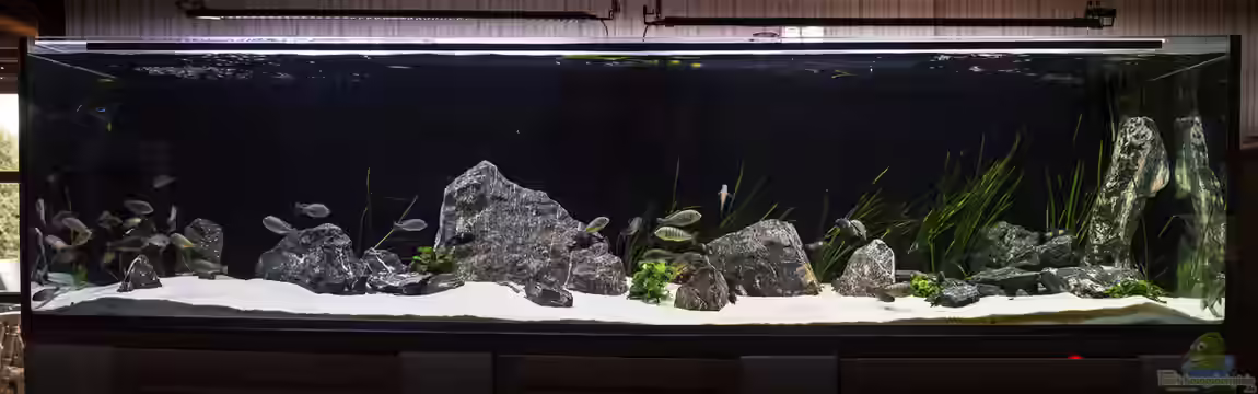 Elsis Trophochromistank von Elsiman