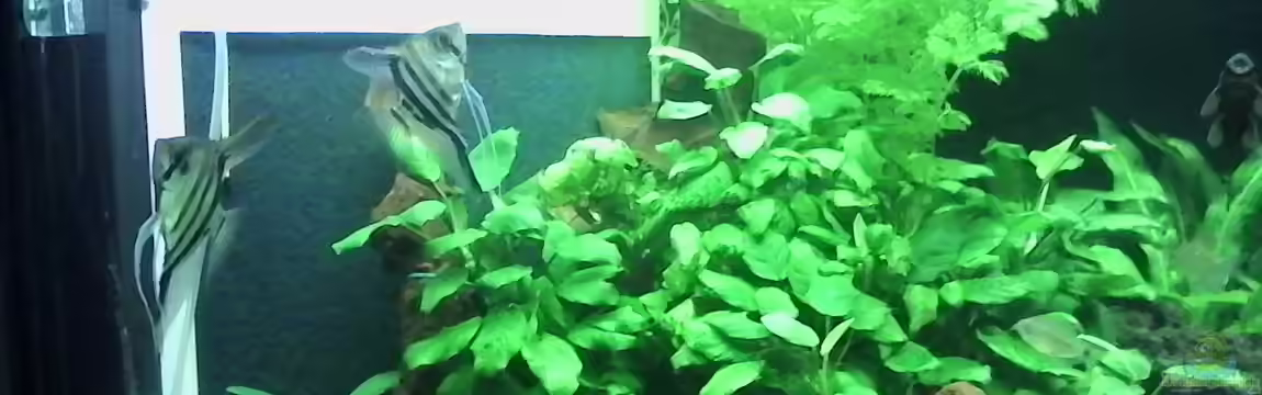 Energiespar Becken 32438 von Aquaristik Freund