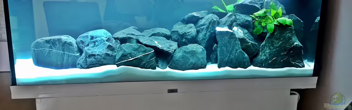 Erste Malawi Becken von DannySea