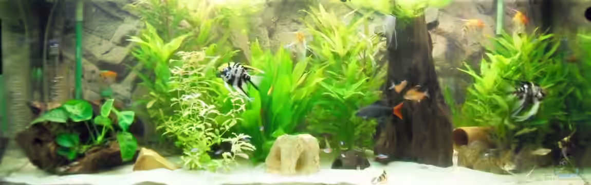 Erstes Aquarium von Aquarianer2001