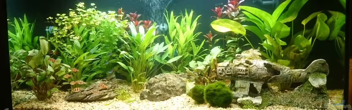 erstes aquarium von neuling