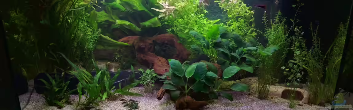 Erstes Eigenes Aquarium Juwel Rekord 800 von Nicu