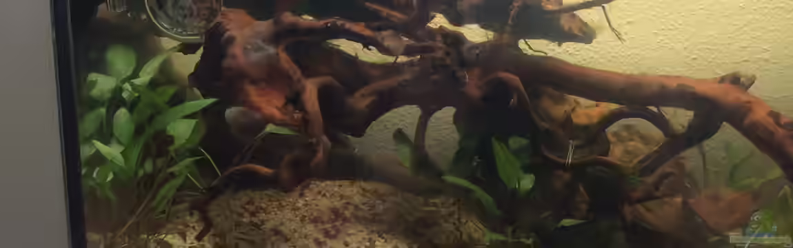 Erstes HMF-Becken von RobiTobi